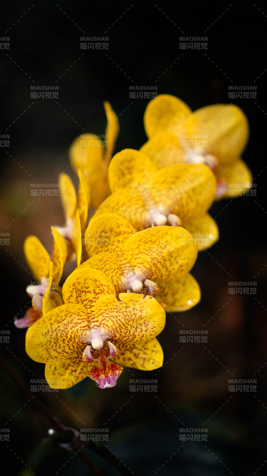 金黃蘭花 點(diǎn)綴自然之美