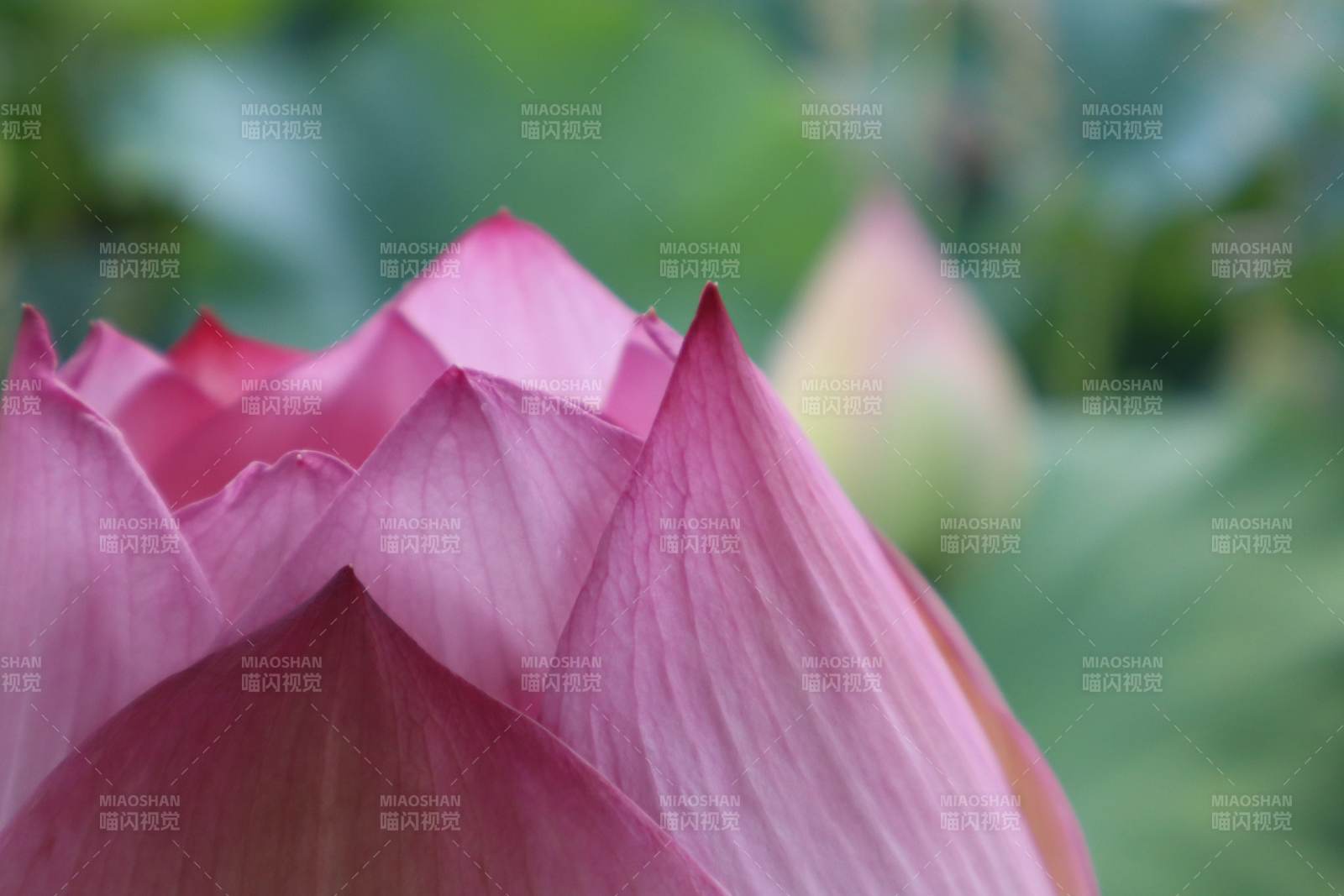 粉色蓮花綻放瞬間
