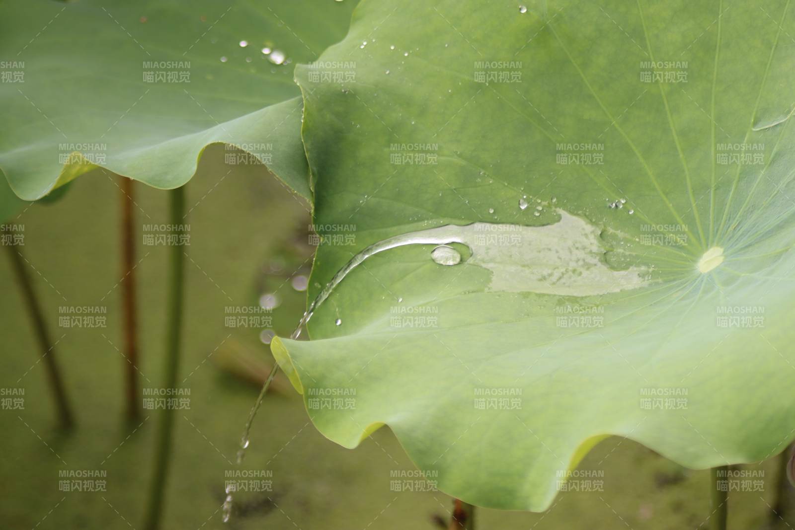 荷葉上的水珠滴落