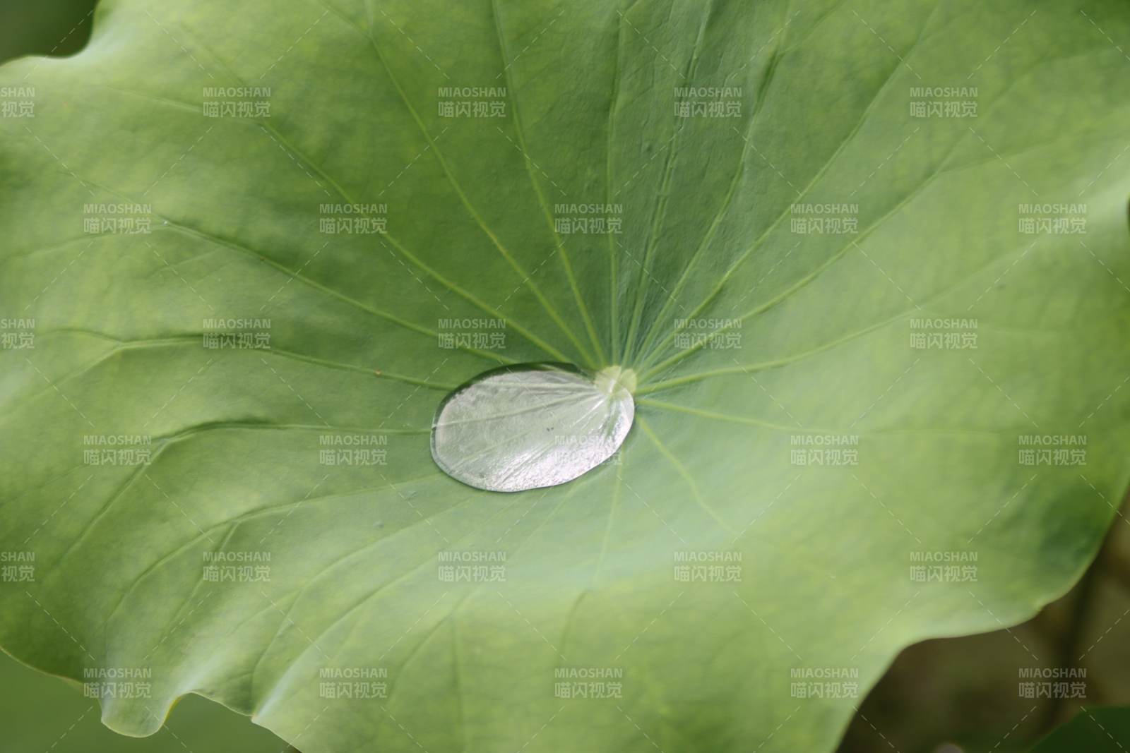 荷葉上的水珠