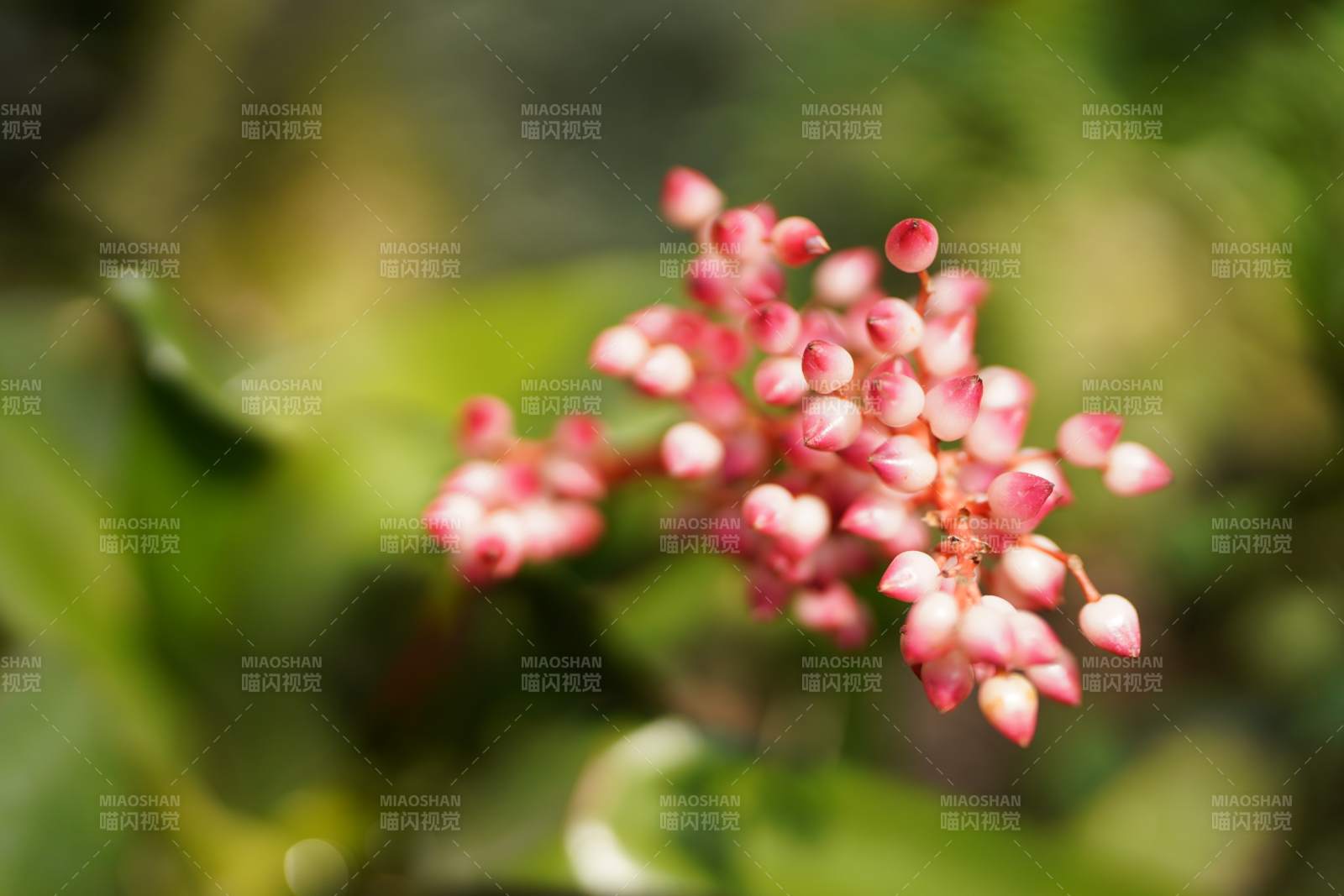 粉色小花綻放于綠葉間