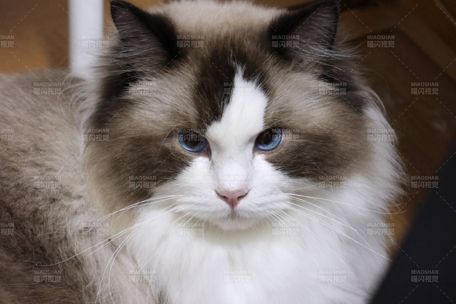 藍眼長毛貓的溫柔凝視