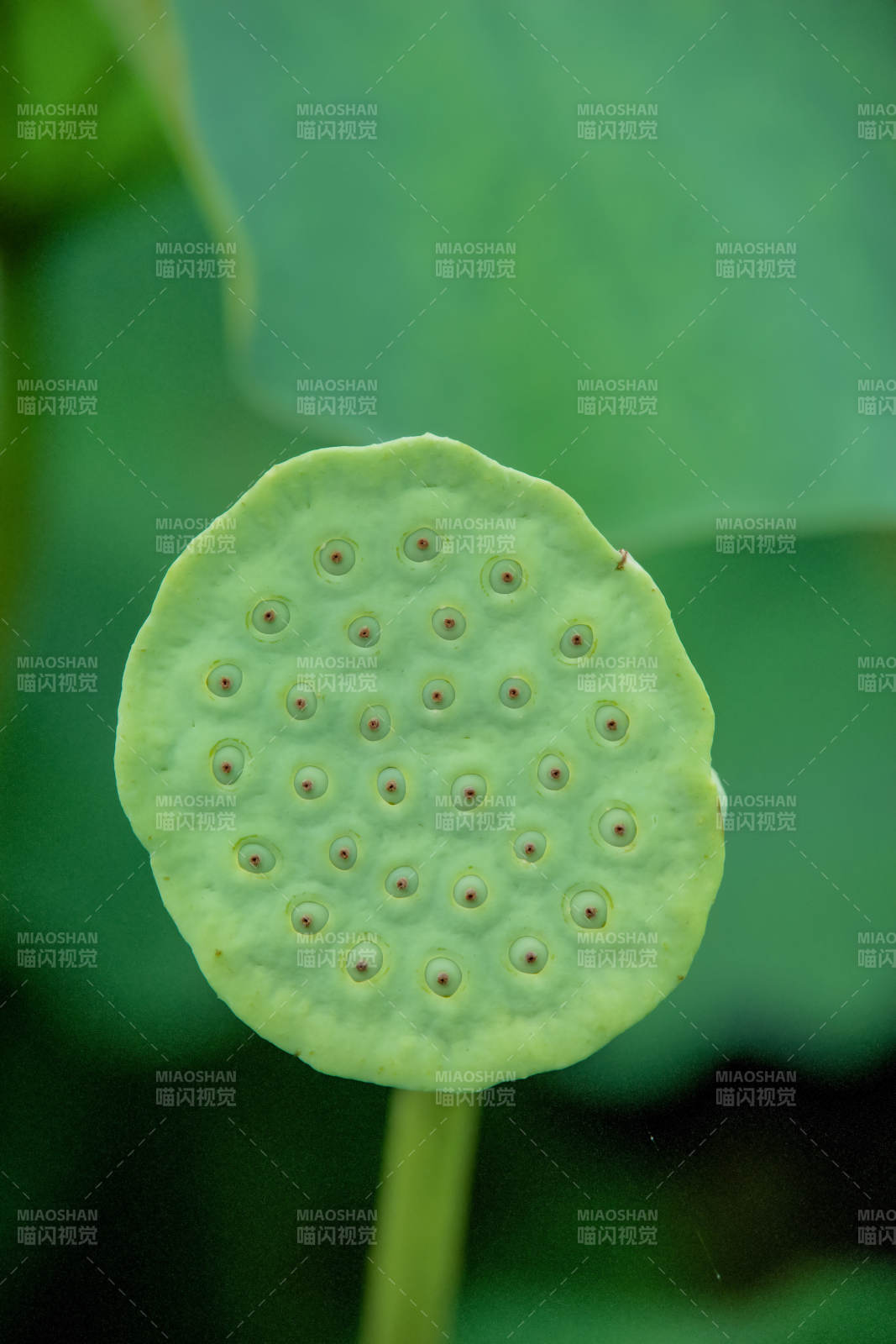 蓮蓬的綠色秘密