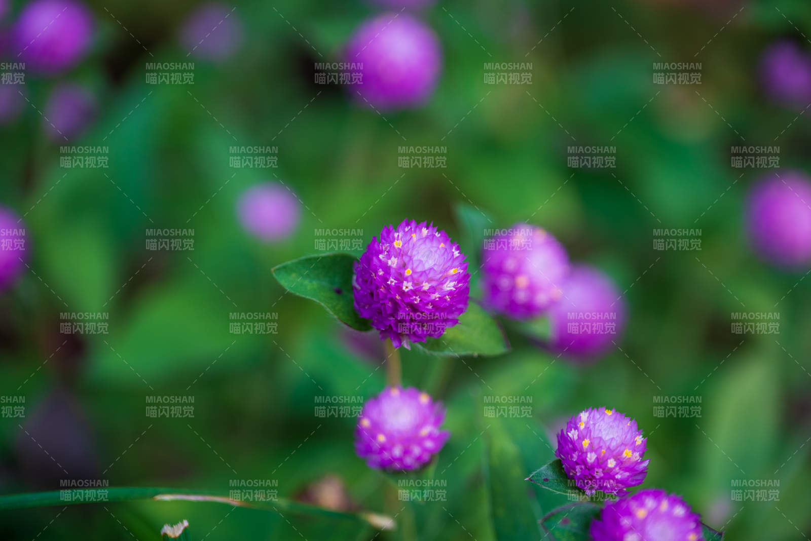 紫色小花綻放美麗瞬間