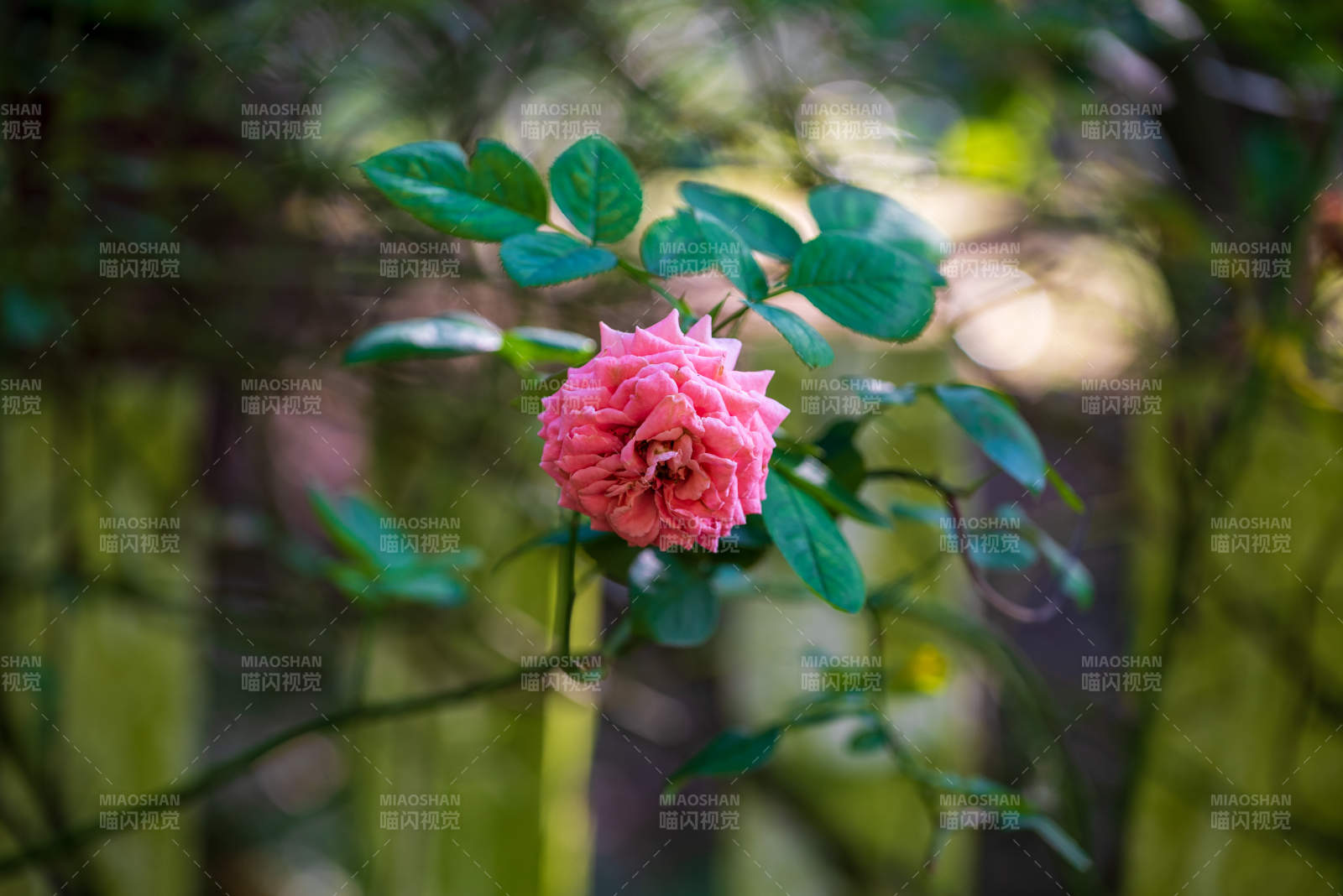 林間綻放的粉紅玫瑰