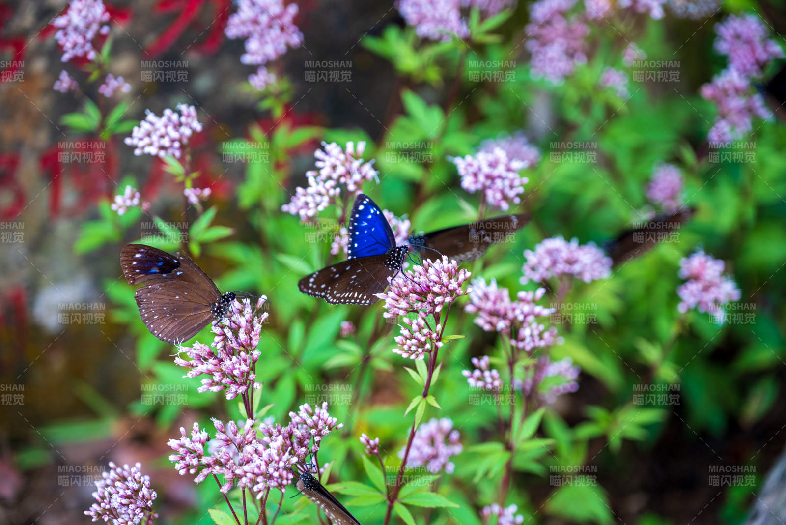 蝴蝶翩翩舞花間