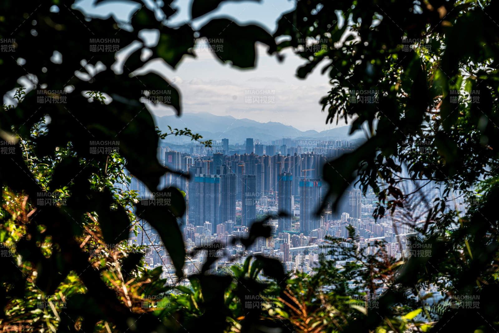 叢林中的城市