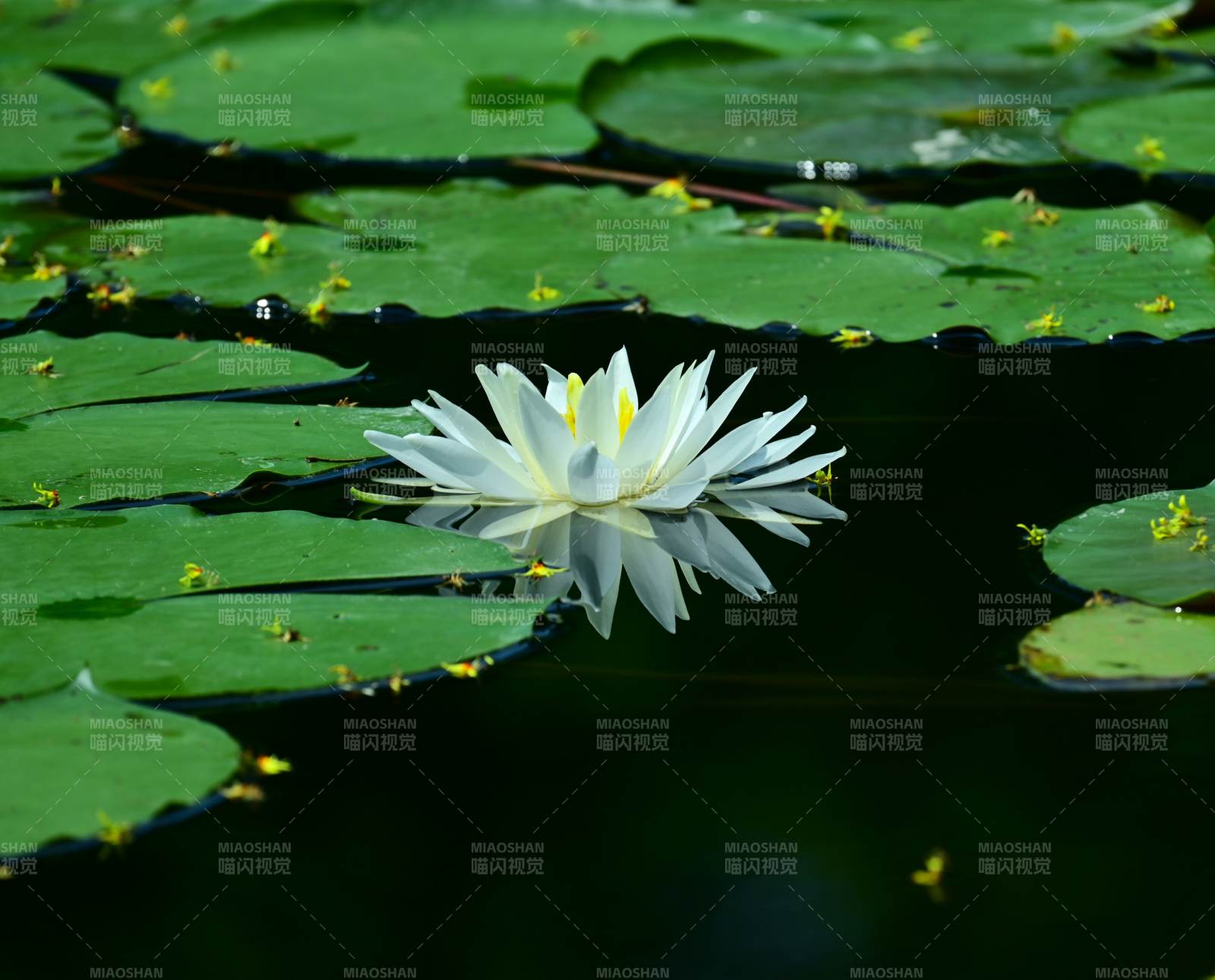池塘中的白色睡蓮