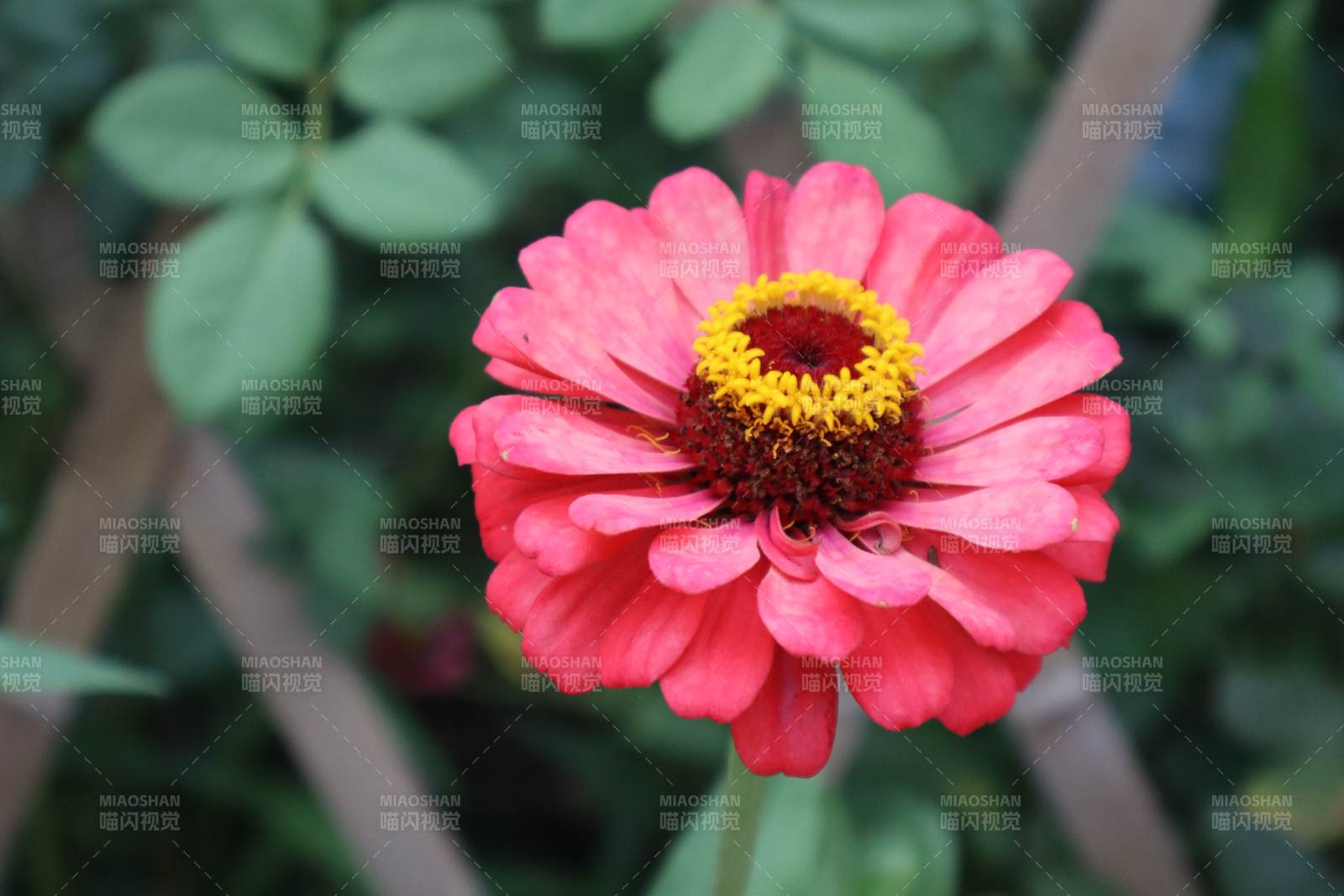 粉紅百日菊的美麗綻放