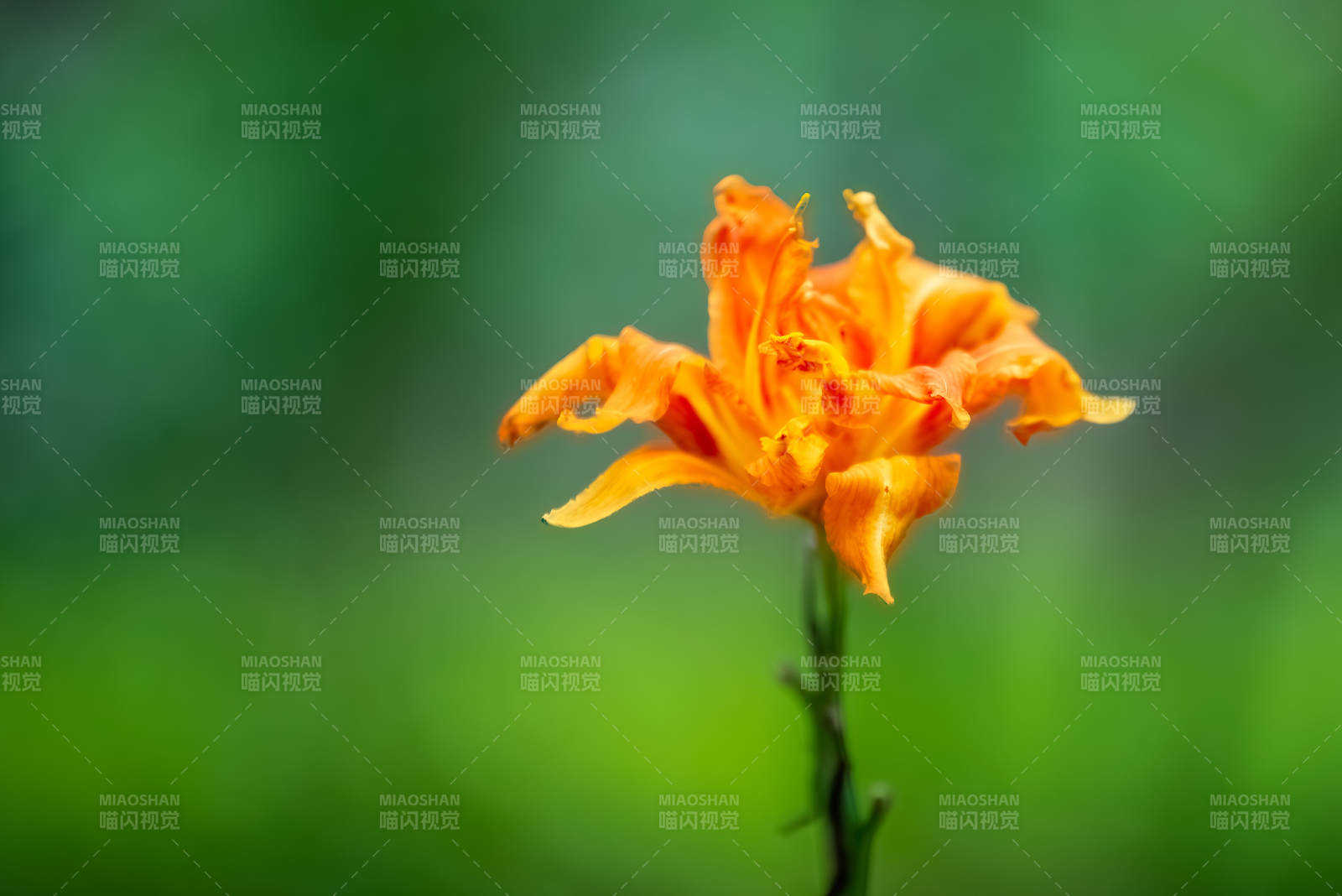 萱草花在綠意中綻放
