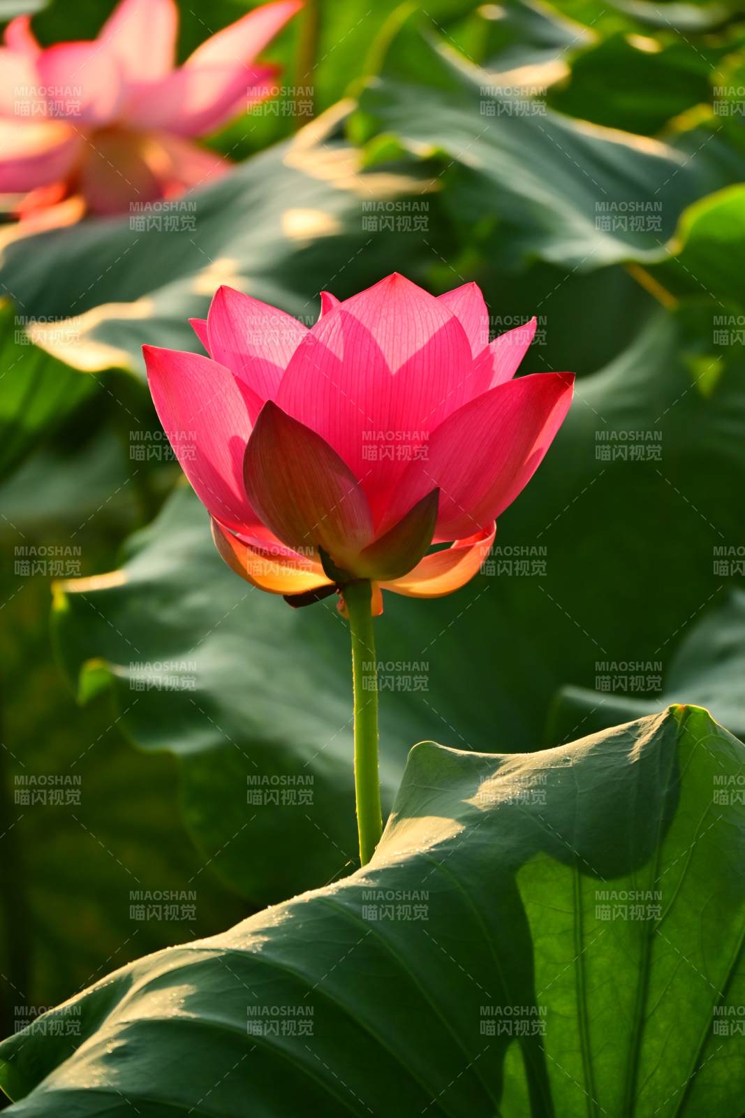 蓮花綻放 綠葉映襯