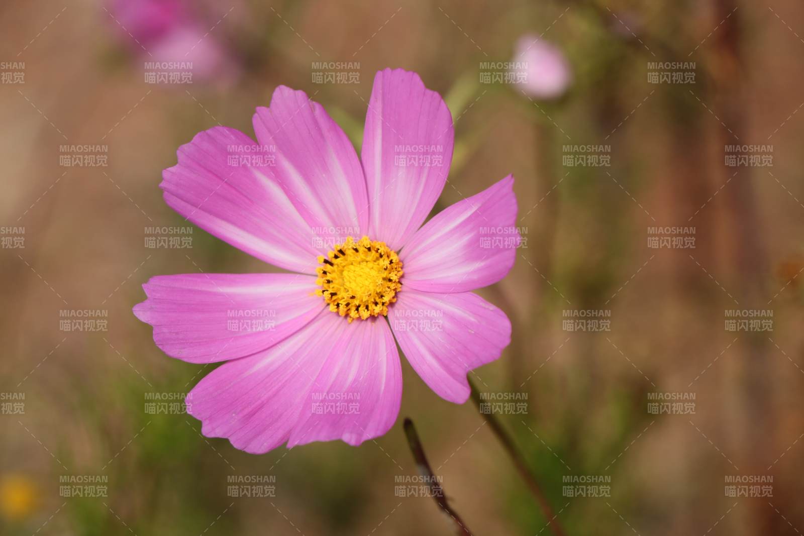格桑花綻放美麗瞬間