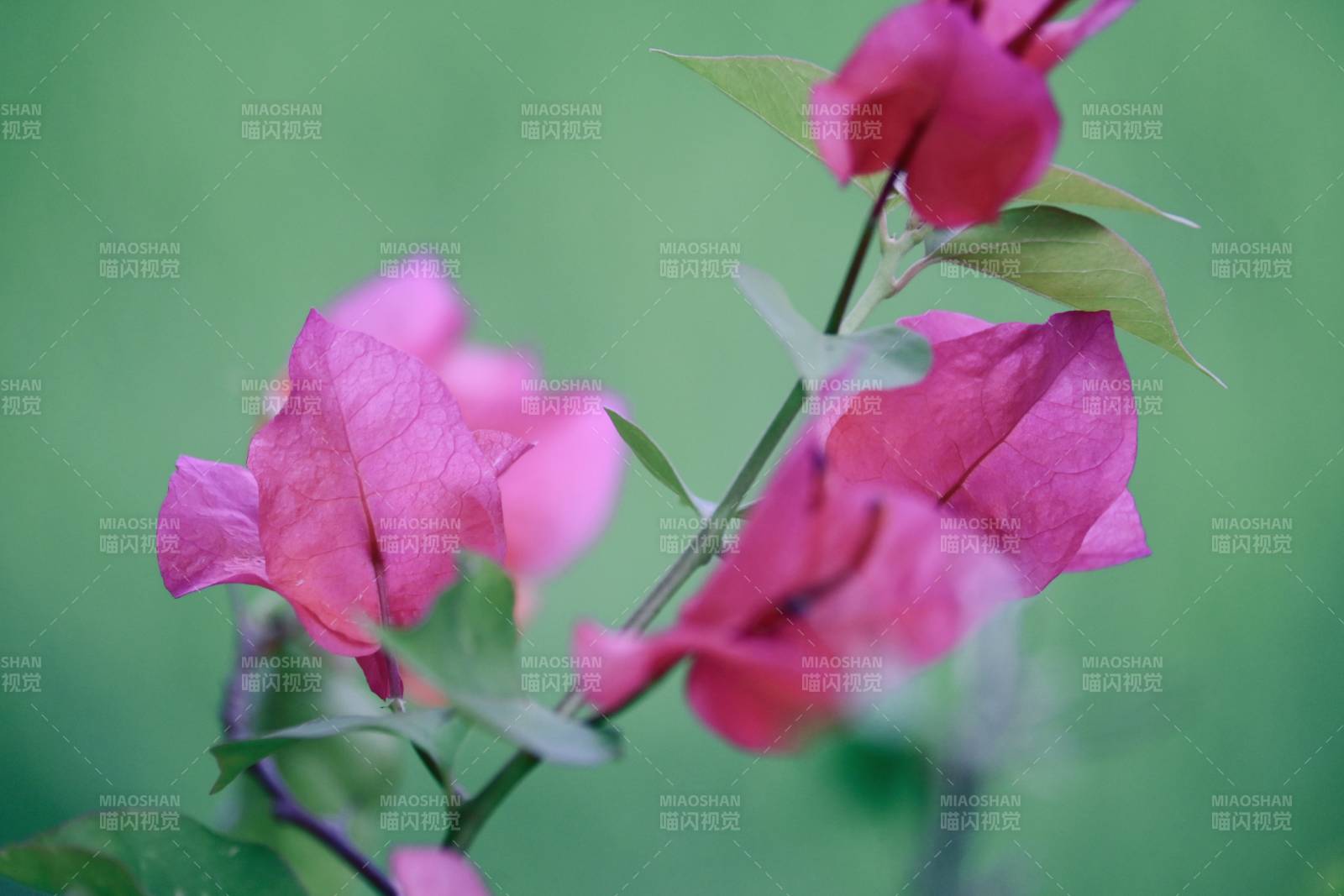 粉色花朵的柔美瞬間