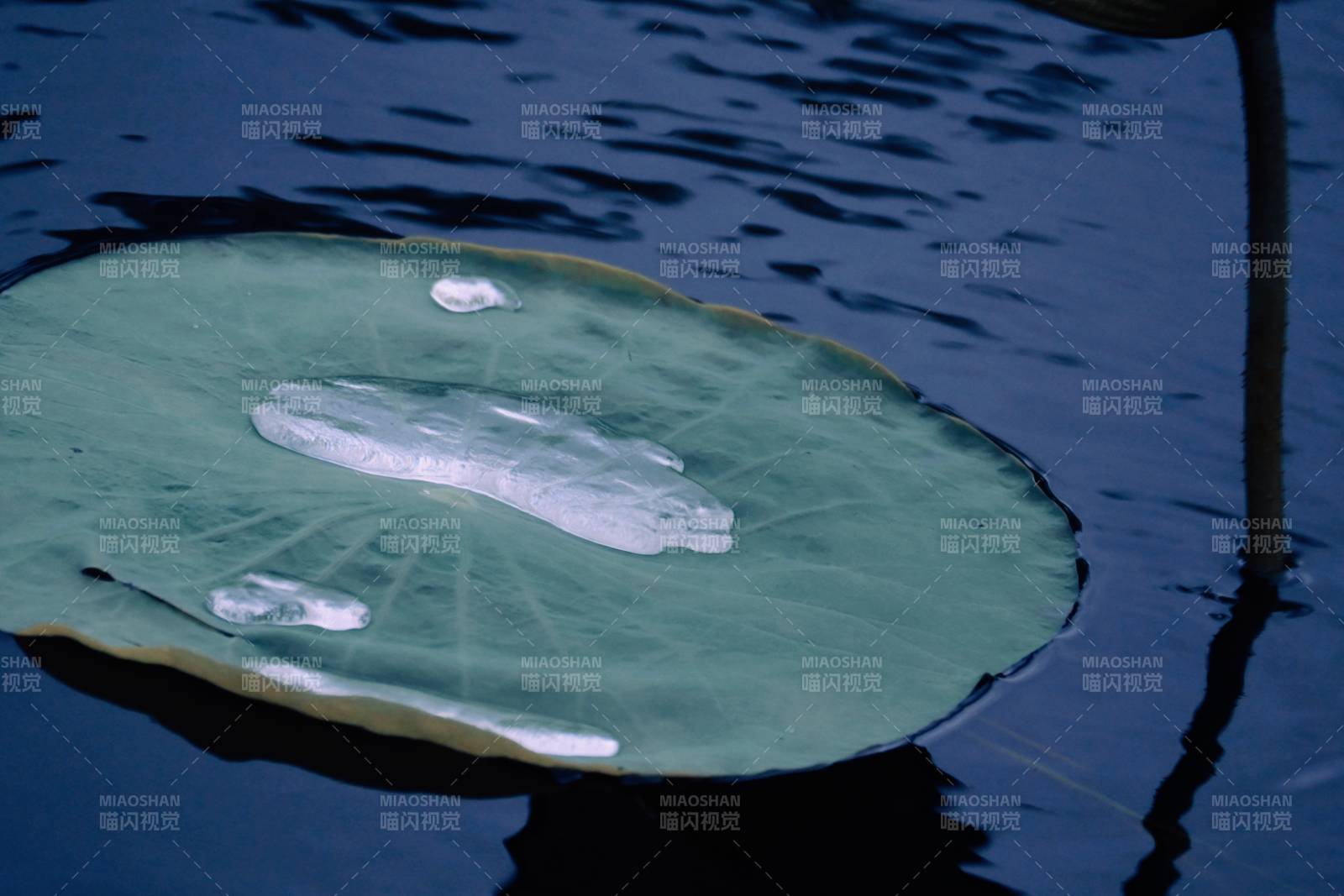 荷叶上的水珠与冰块