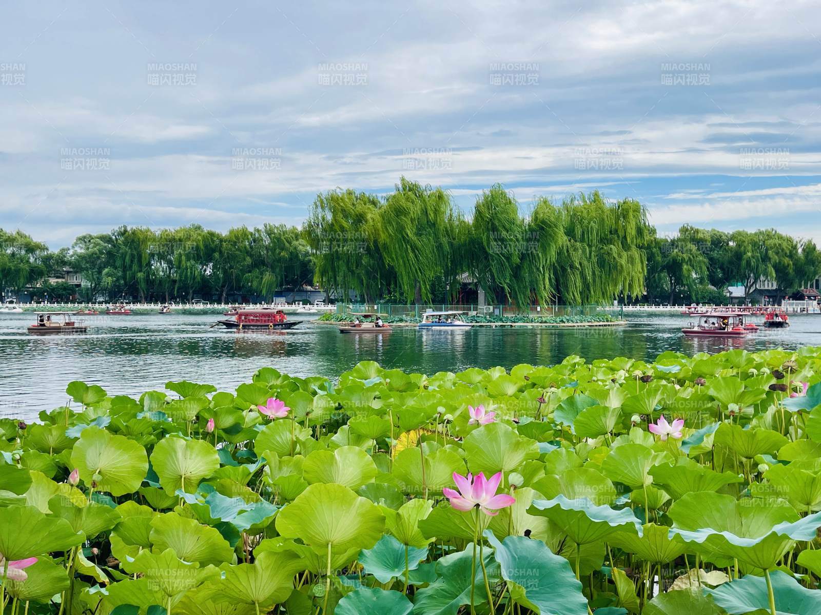 北京什剎海荷塘映翠 湖畔柳影輕搖