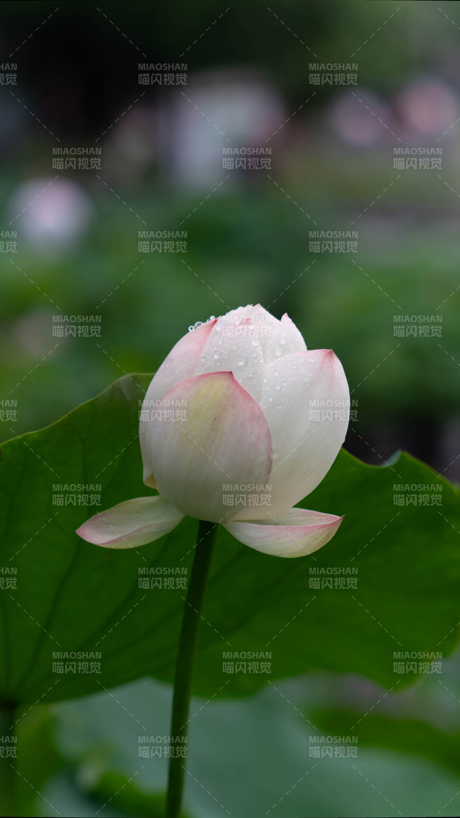 雨后荷花 清新綻放