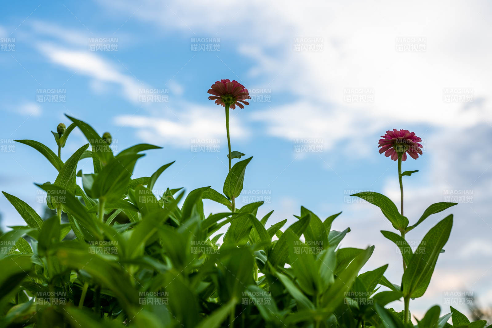 藍天下的兩朵紅花