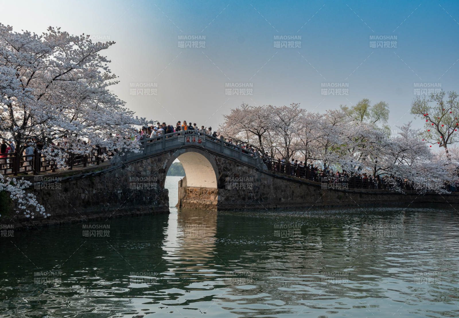春日橋畔櫻花盛景
