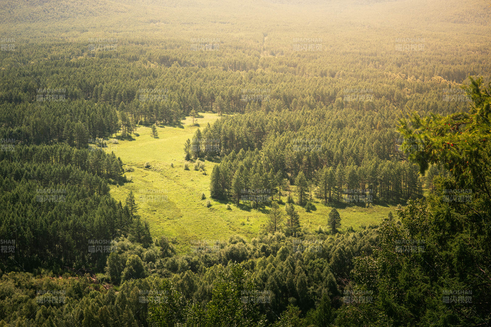 森林山谷的寧靜美景