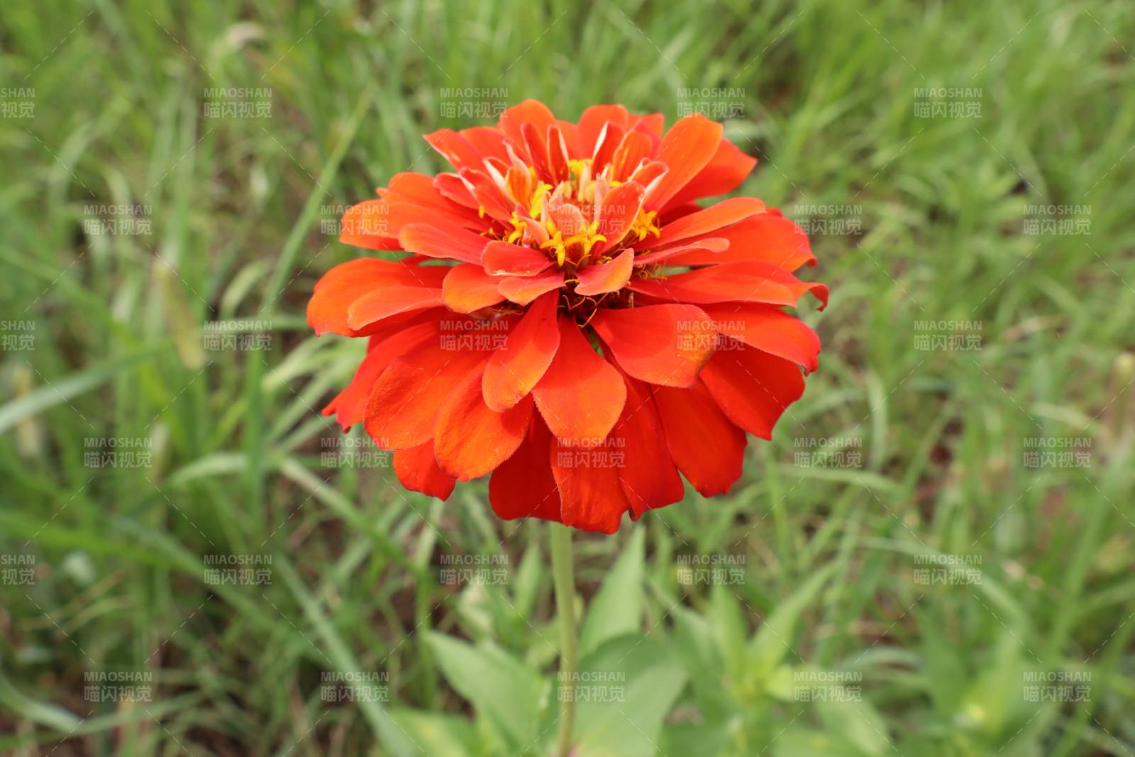 鮮艷的紅色花朵特寫