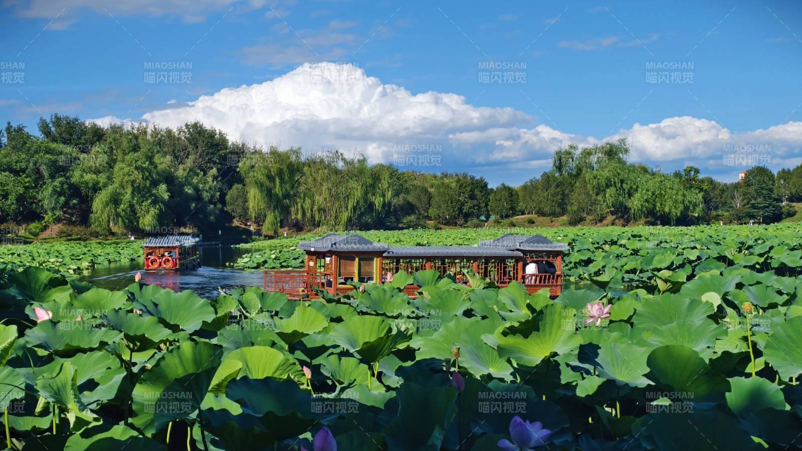 荷塘游船 夏日美景