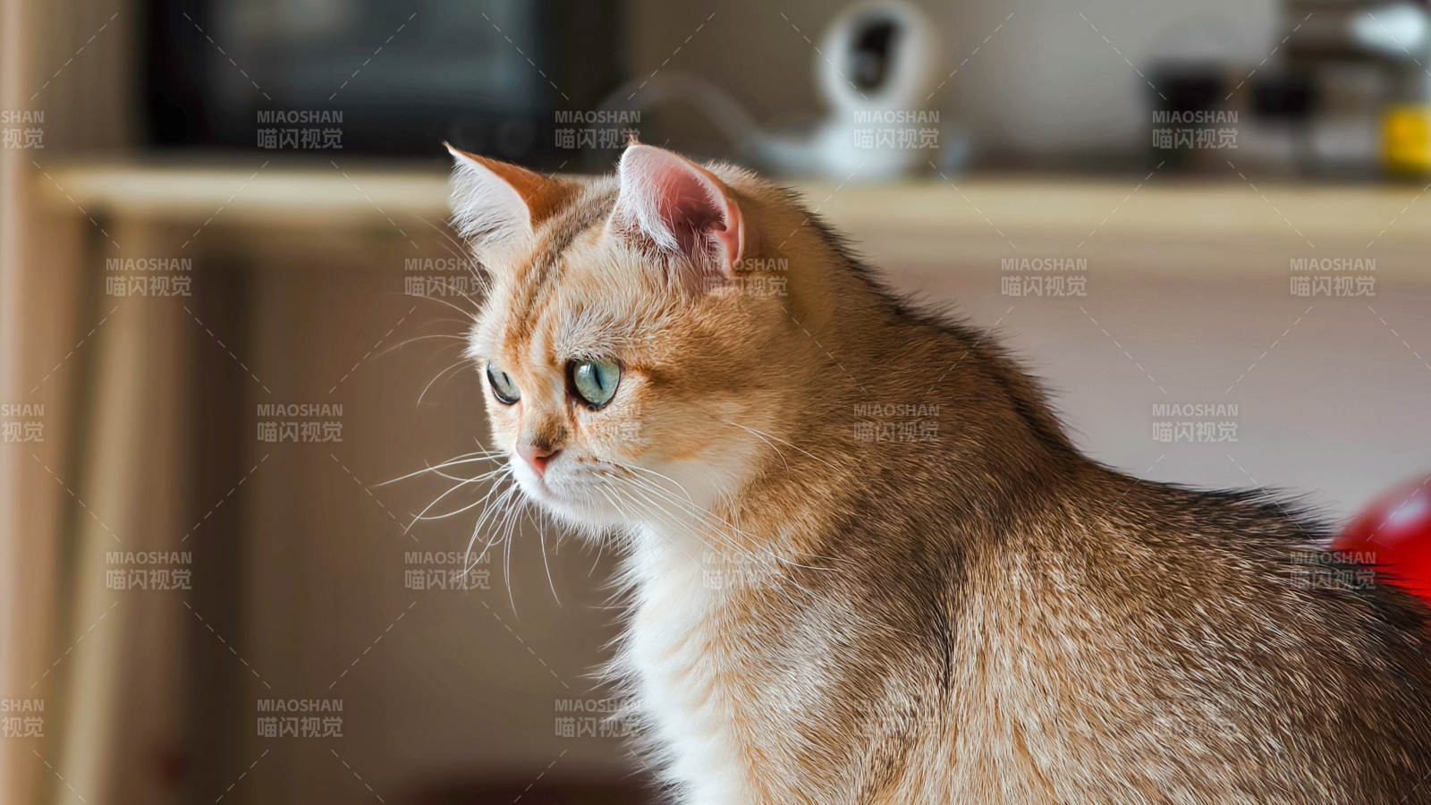 金毛貓的優雅瞬間