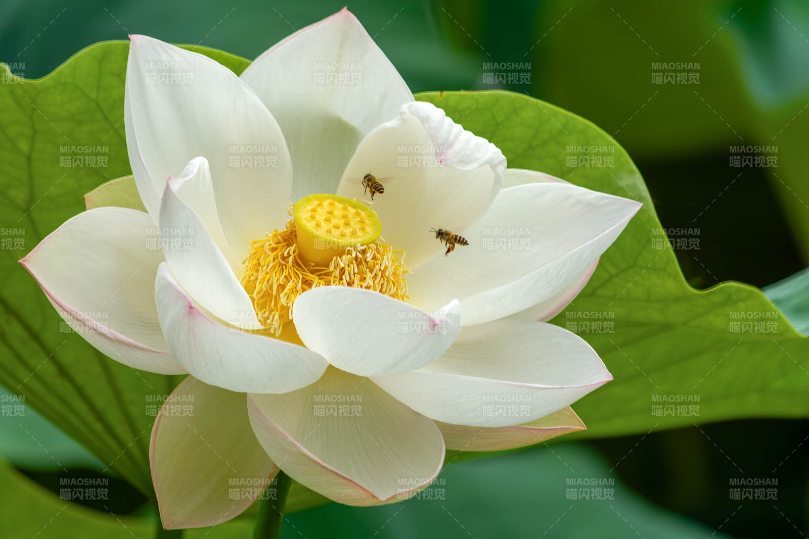 荷花盛開 蜜蜂采蜜