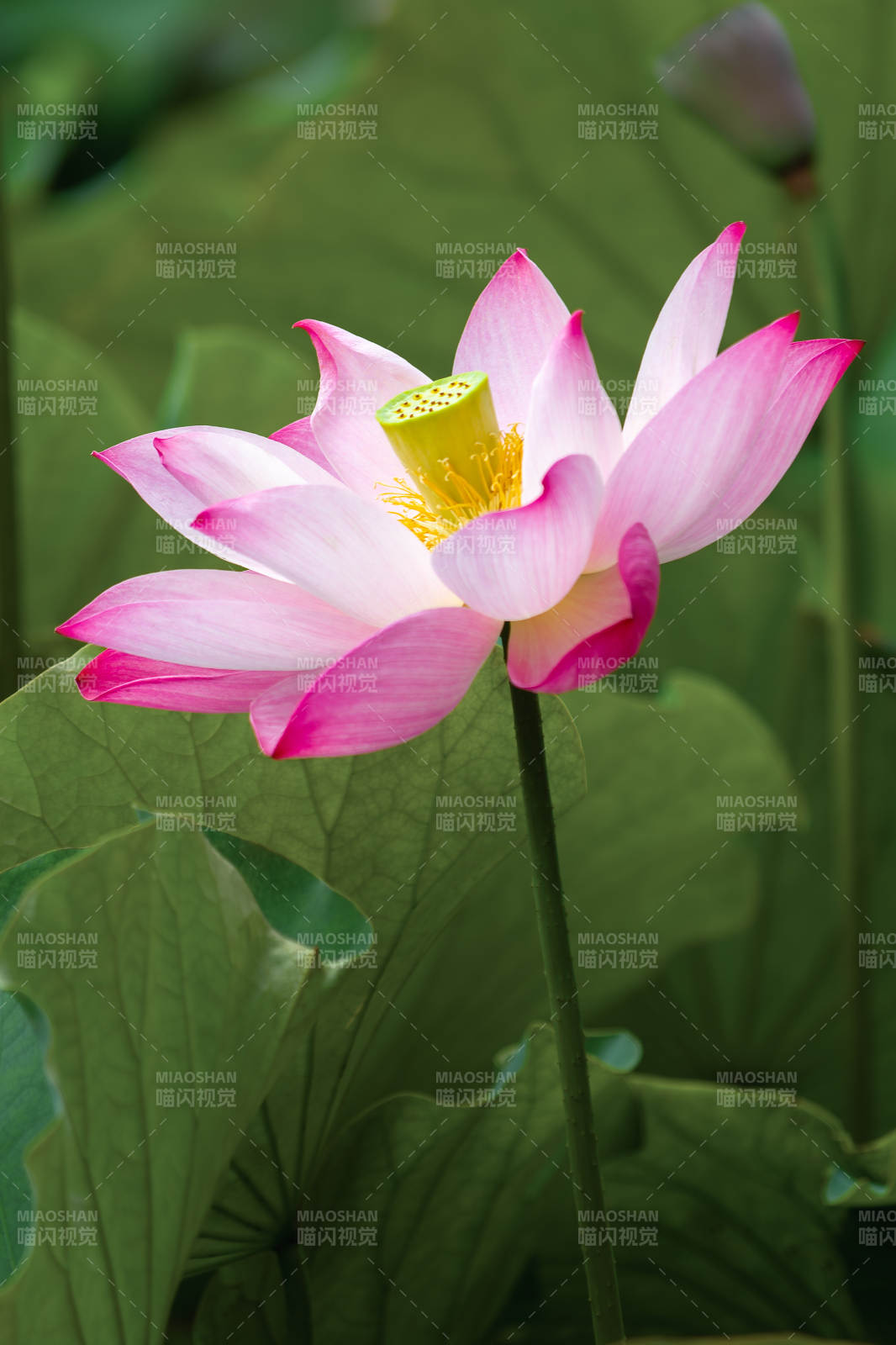 粉嫩荷花綻放荷葉間