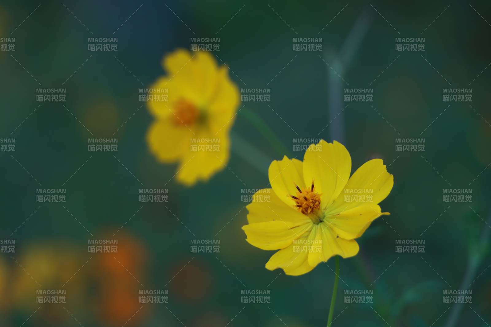夏日黃花 靜謐綻放