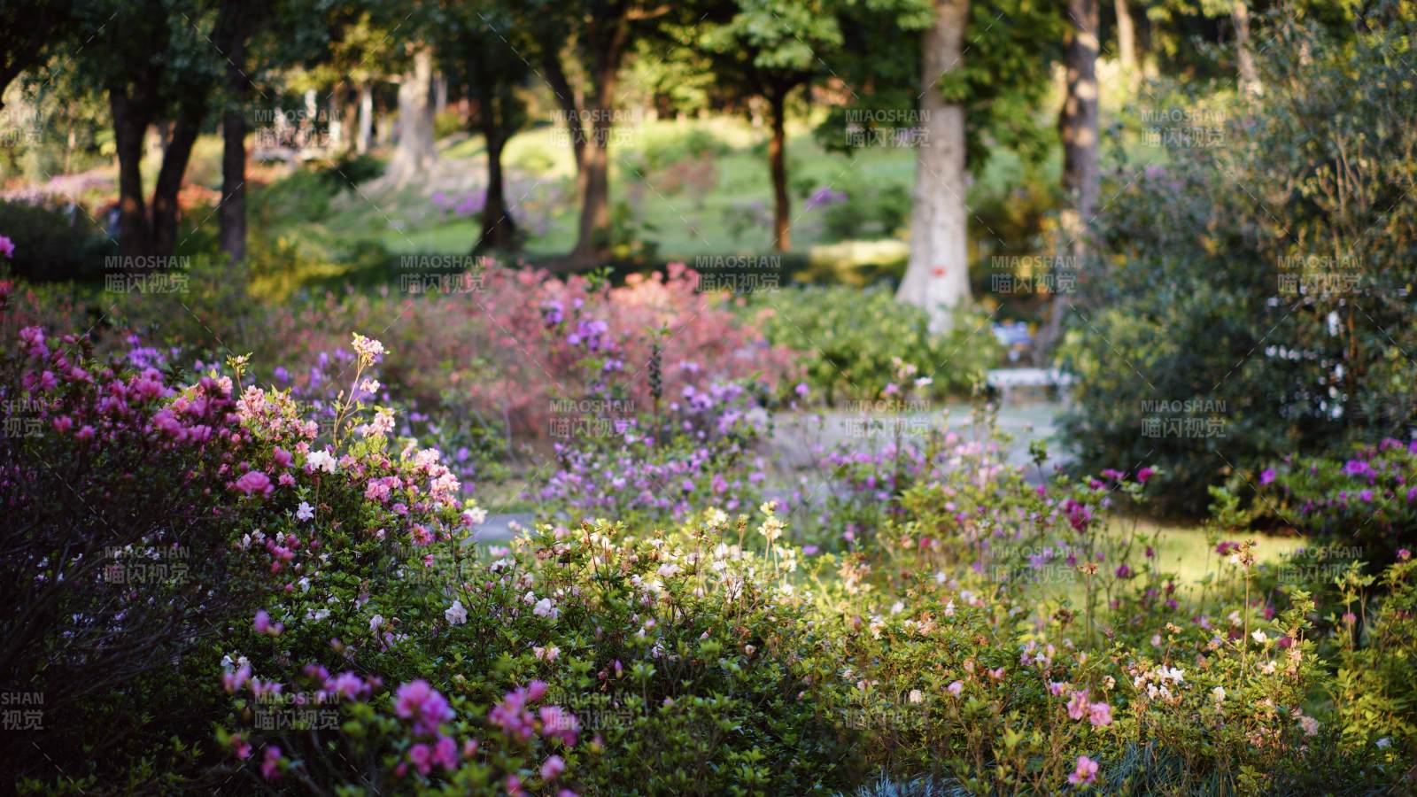 花園里的紫色花海