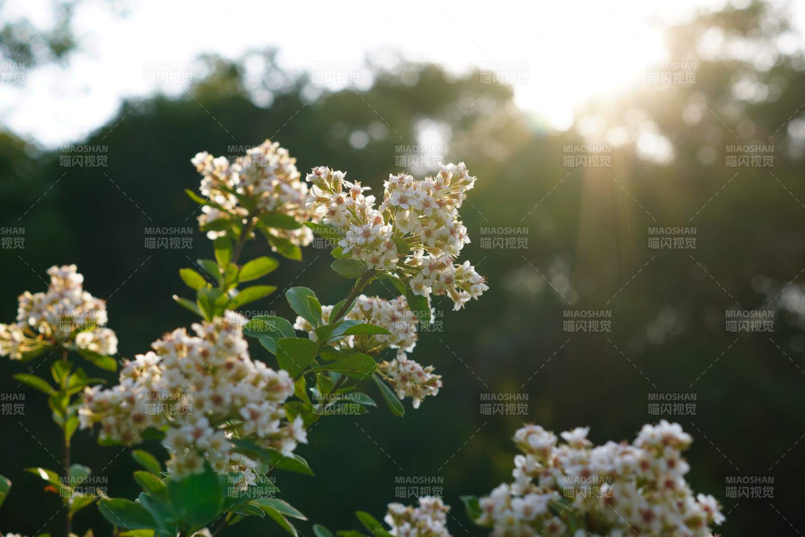 夕陽下的花叢光影