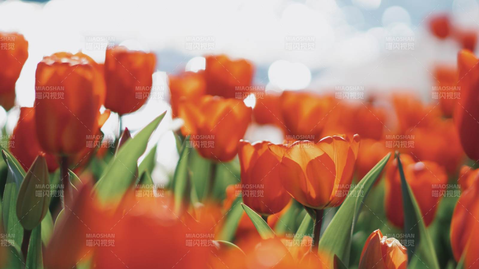 橙色郁金香花海綻放