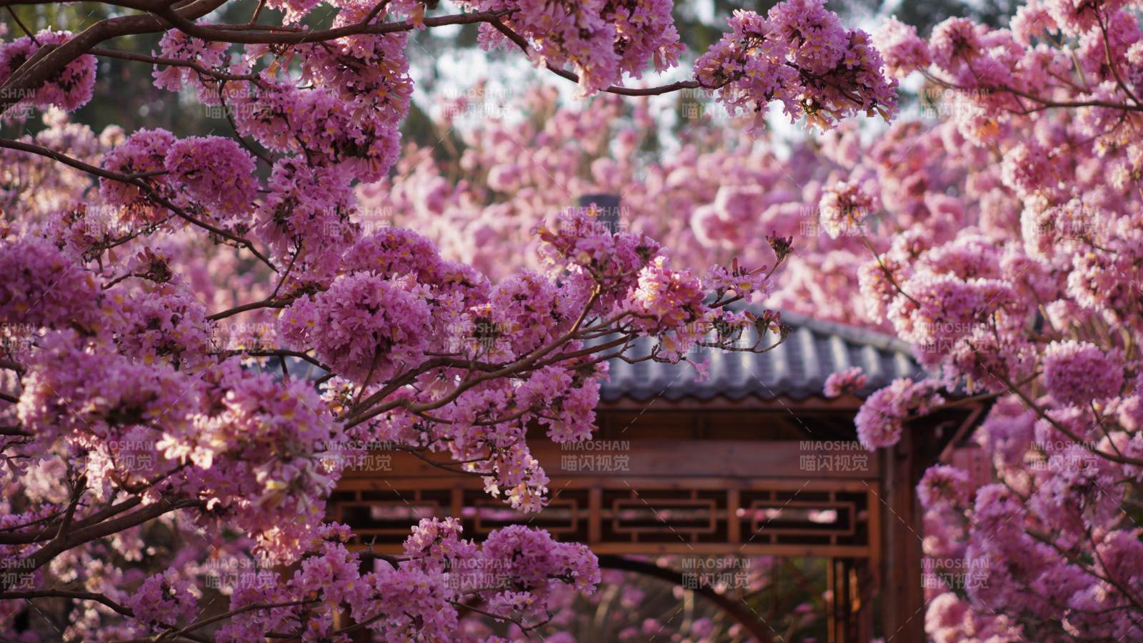 櫻花盛開 亭臺掩映