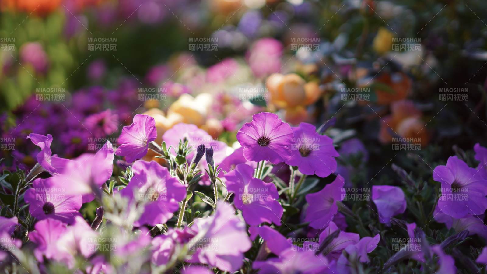 紫色花朵在陽光下綻放