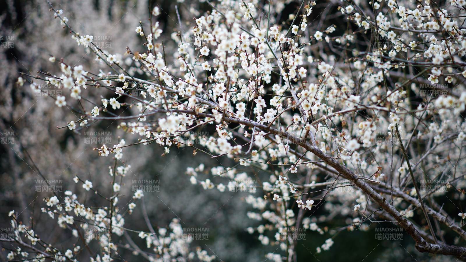 冬日梅花綻放枝頭