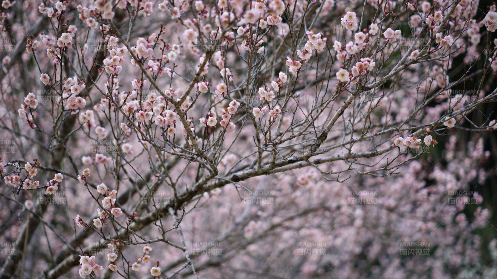 梅花盛開 枝頭繁花似錦