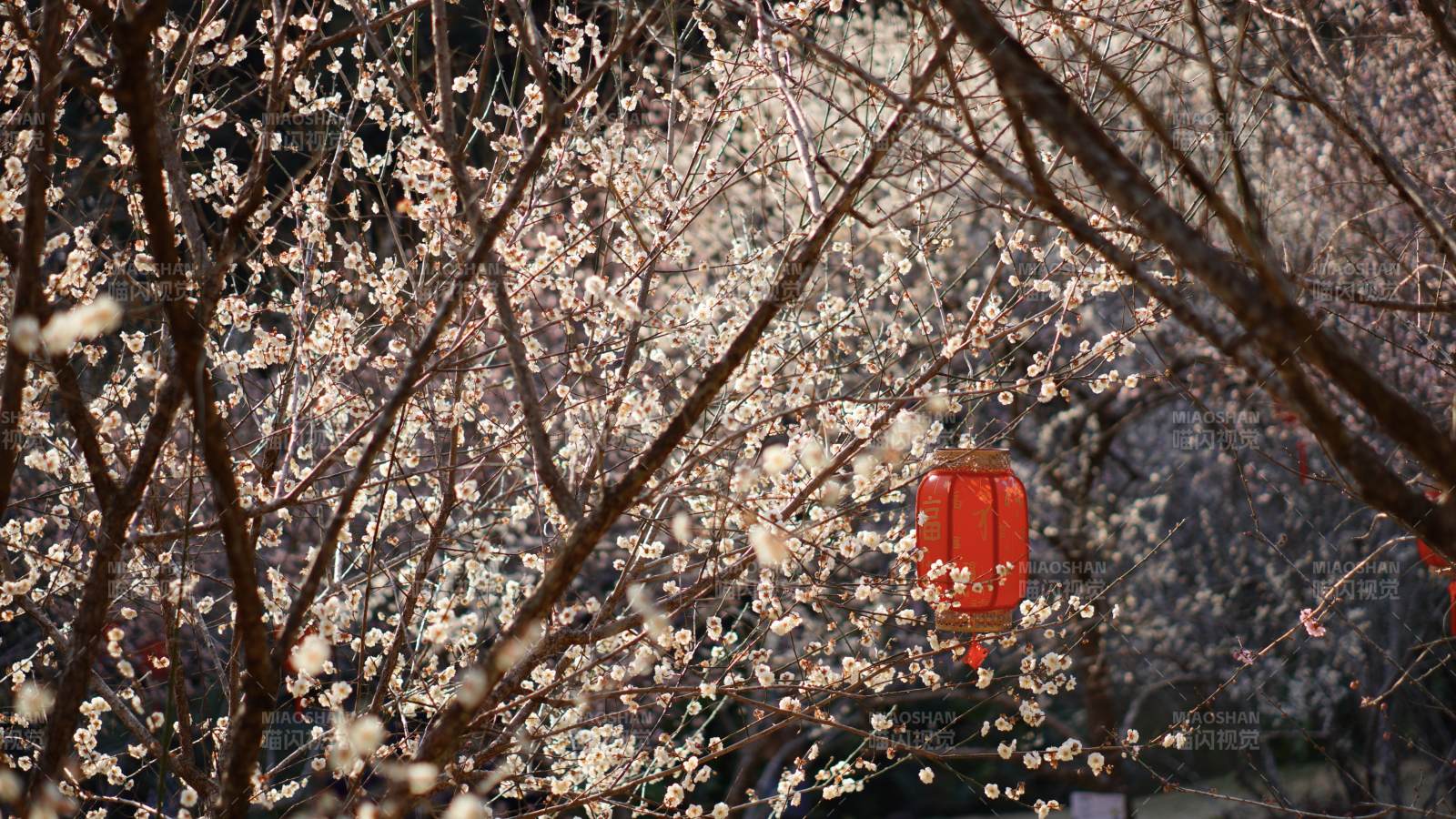 紅燈籠映襯梅花盛開