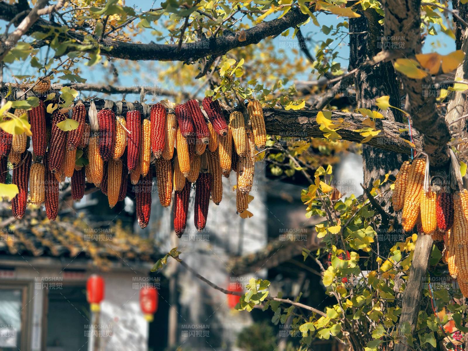 秋日樹上掛滿玉米穗