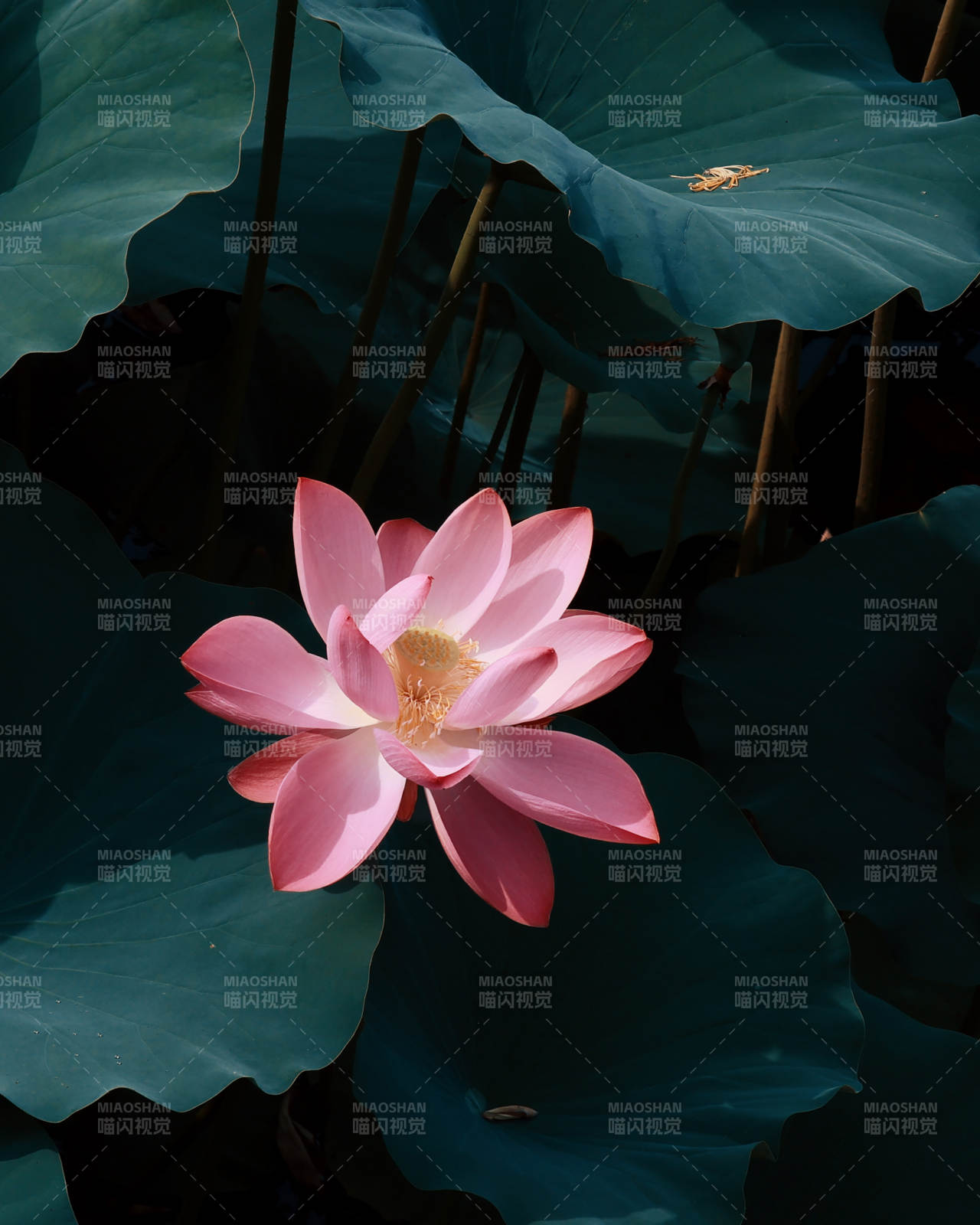池中蓮花靜謐綻放