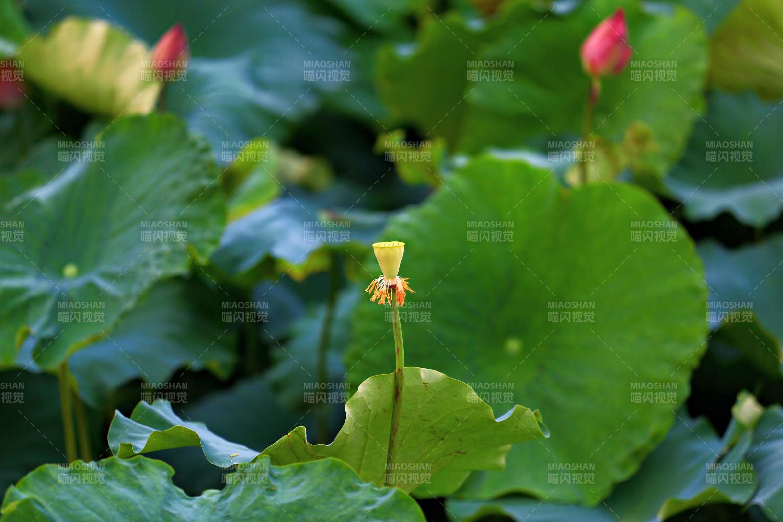 荷塘中的黃色蓮花苞