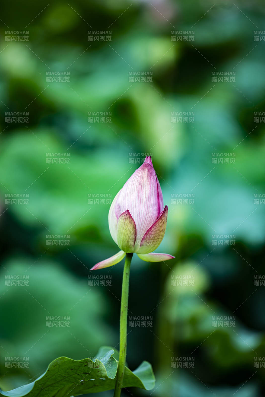含苞待放的蓮花