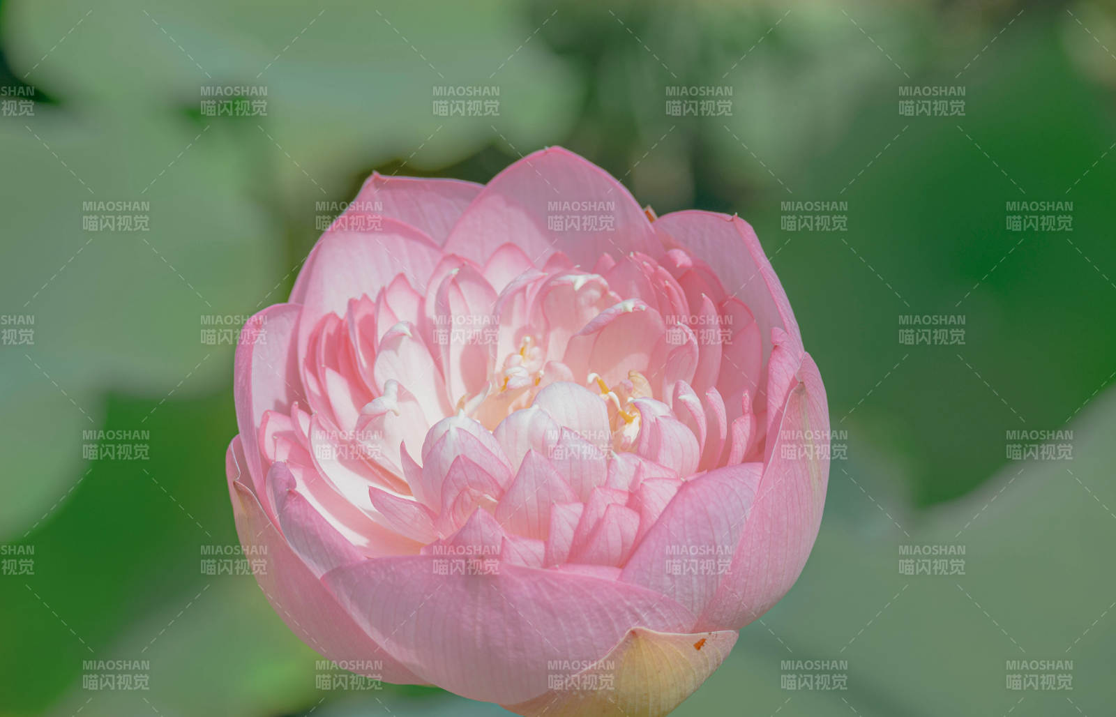粉色蓮花綻放之美