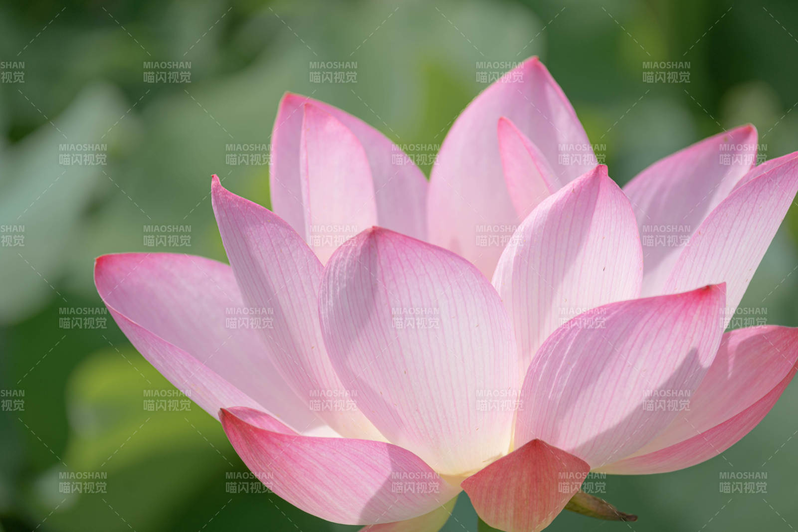 粉色蓮花綻放美麗瞬間