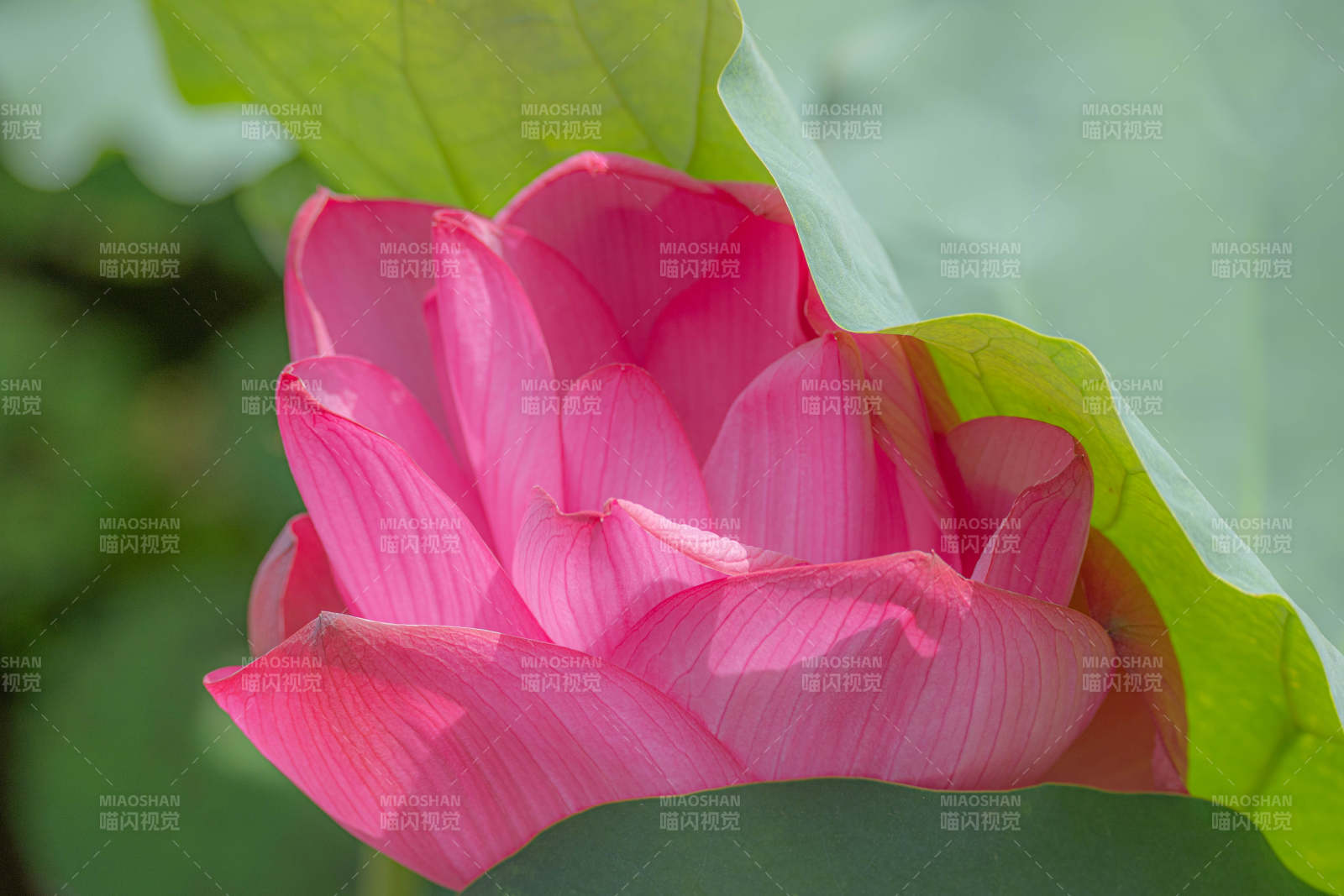 粉紅蓮花綻放于綠葉間