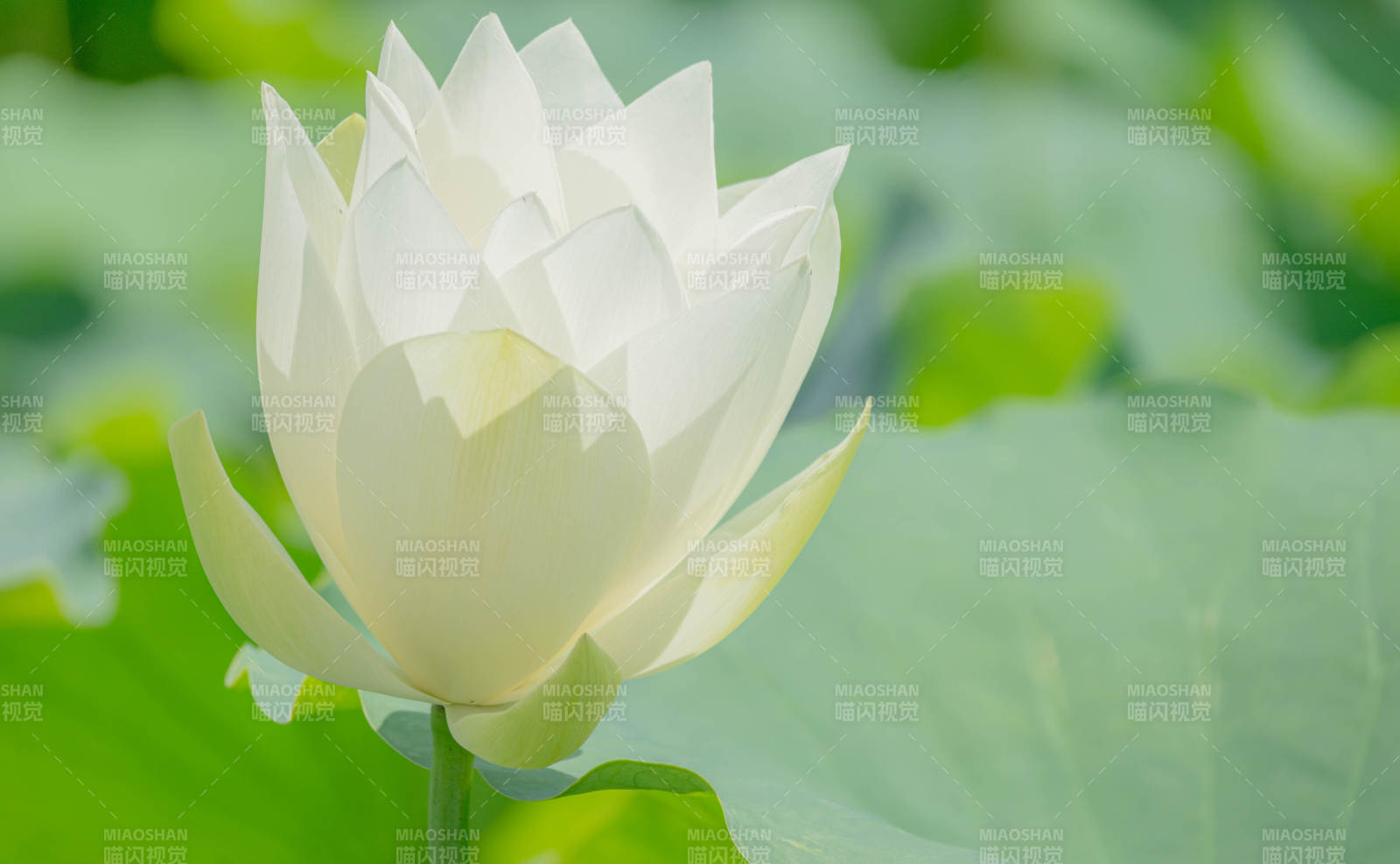 潔白蓮花靜謐綻放