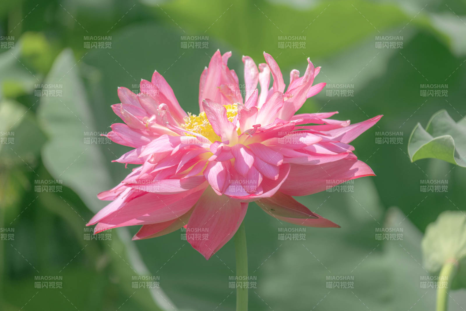 粉色蓮花綻放于綠葉間