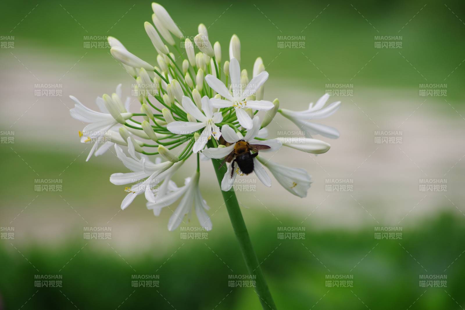 蜜蜂采蜜于白色花朵上
