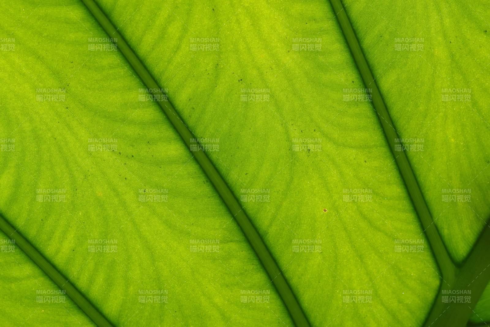 綠葉紋理特寫
