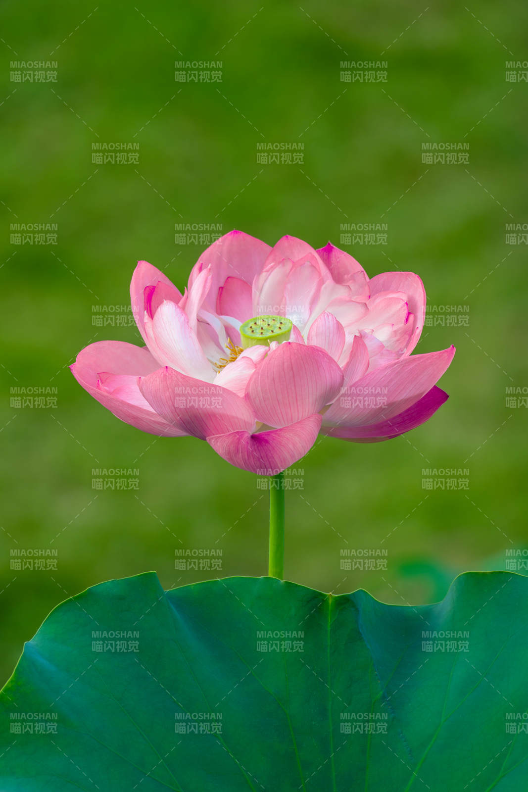 粉嫩蓮花映綠葉