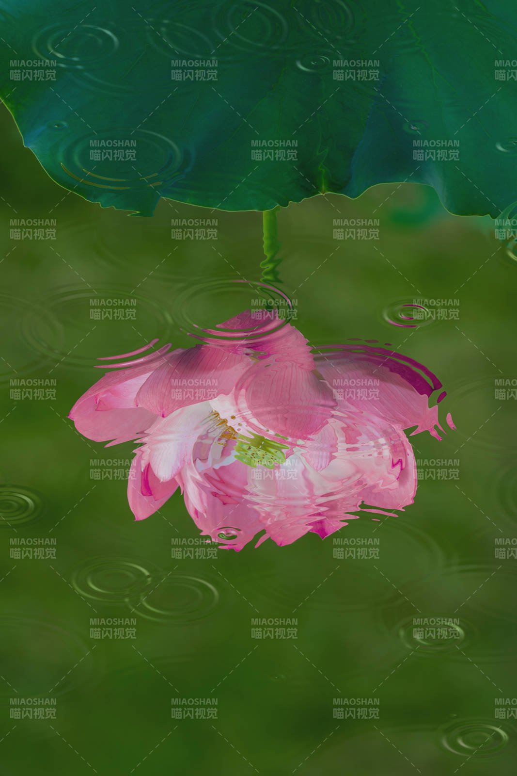 雨中蓮花 靜謐之美